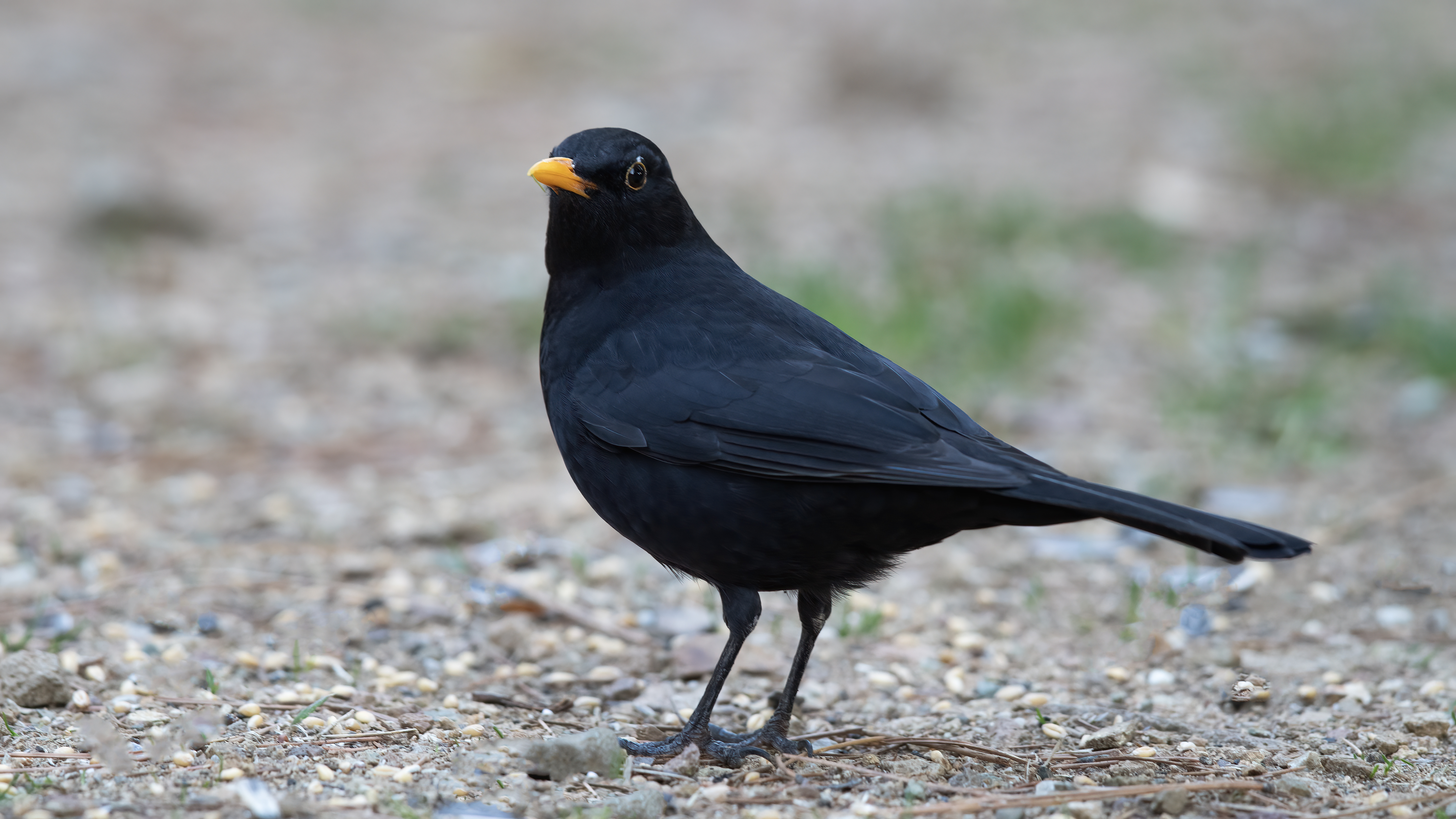 Eurasian Blackbird